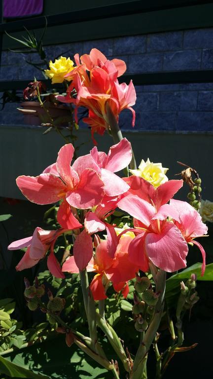 Cefalu Sweet House Of The Flowers Exteriör bild